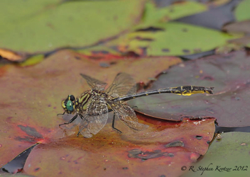 Phanogomphus australis, male